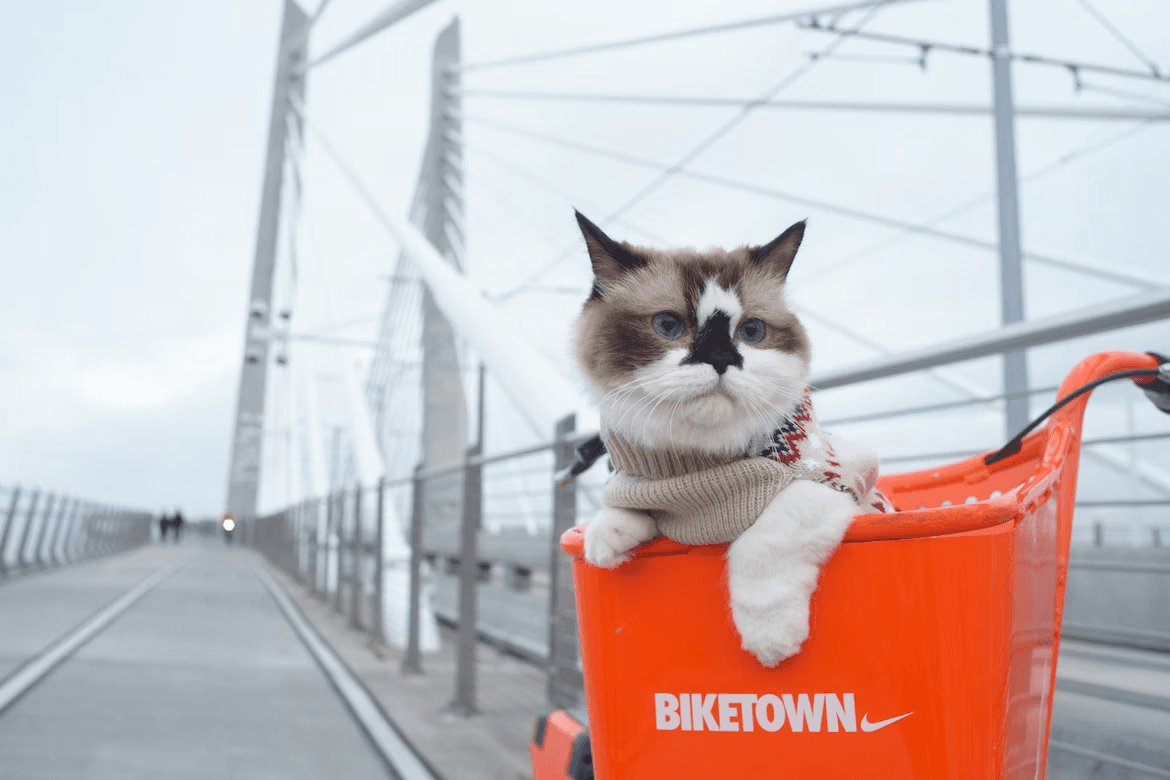 Cat in a bike