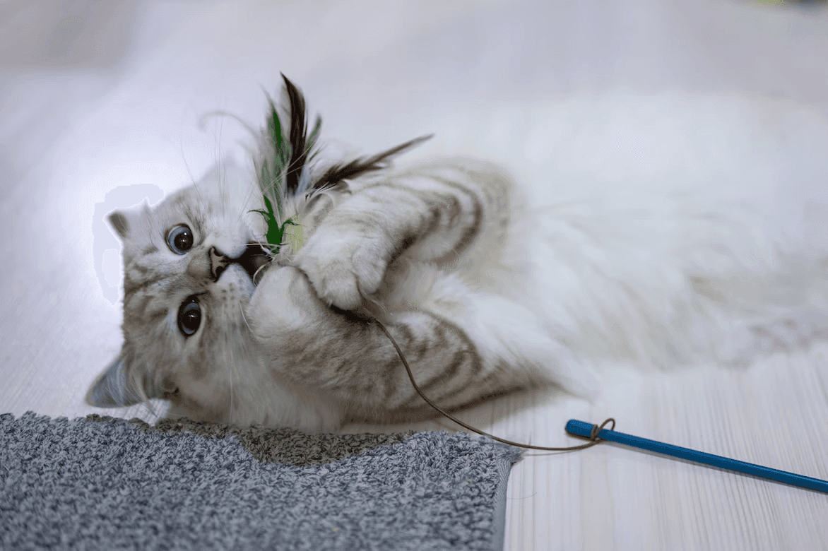 Cat playing