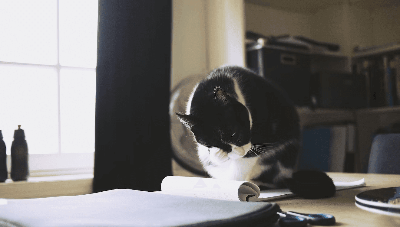 Cat scratching